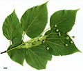 SpeciesSub: subsp. caucasica